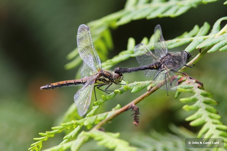 J01_0064 mating Black Darters.JPG